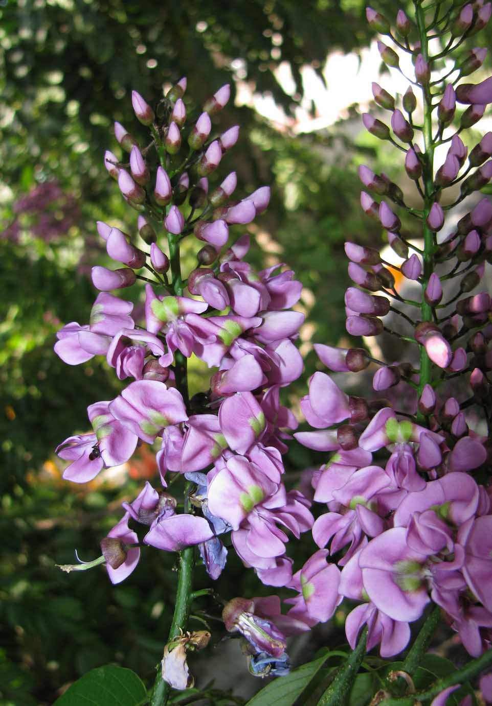 Lonchocarpus punctatus